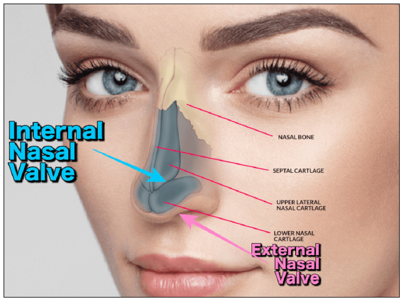 Internal nasal valve anatomy.