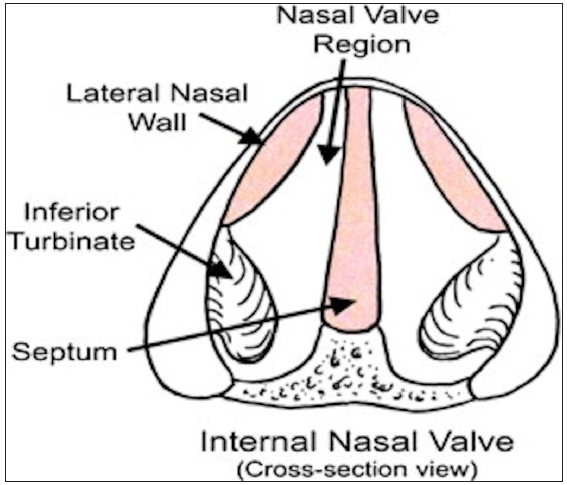 Cross-section of the internal nasal valves.