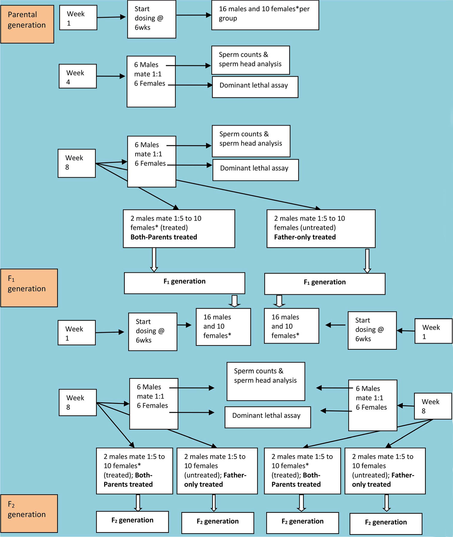 Diagrammatic representation of the study design. *is used to indicate not all the females were dosed. Only the females that mated to simulated “both-parents treated*” were dosed. The females that mated with treated males in the “father-only treated” groups were not given ARVs.