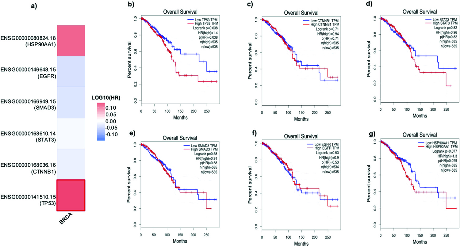 Survival analysis demonstrating (a) the survival heat map representing the prognostic impacts of unique gene expression levels based on the TCGA_BRCA dataset. The heat map represents the hazard ratios on a log10 scale for the breast cancer-associated genes. Red color represents higher risks, and blue color indicates lower risks. The darkened rectangular frames indicate significant favorable and unfavorable results in prognostic analyses, and (b–g) breast cancer-associated unique genes and their prognostic value, as represented by overall survival analyses (Kaplan-Meier plots and log-rank tests) based on TCGA_BRCA using GEPIA2. The dashed lines denote upper and lower confidence intervals. (b) TP53, (c) CTNNB1, (d) STAT3, (e) SMAD3, (f) EGFR, and (g) HSP90AA1.